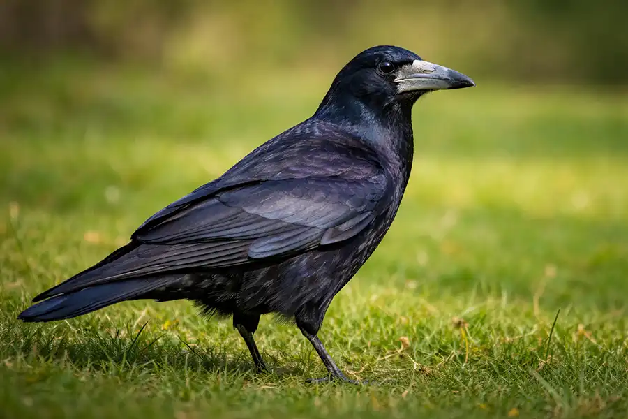 На зображенні грак, що ходить по зеленому полю