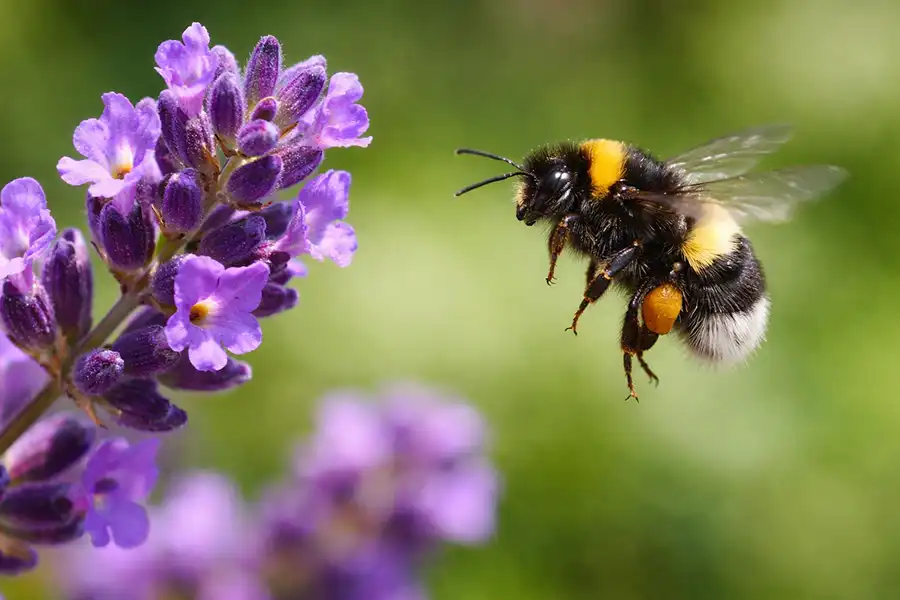 Джміль (Bombus) біля квітки