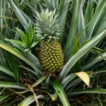 На зображенні росте ананас (ananas comosus)