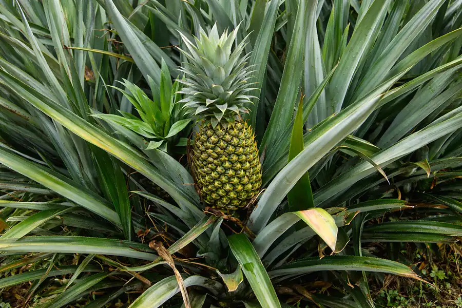 Зображено ананас який дозріває в полі