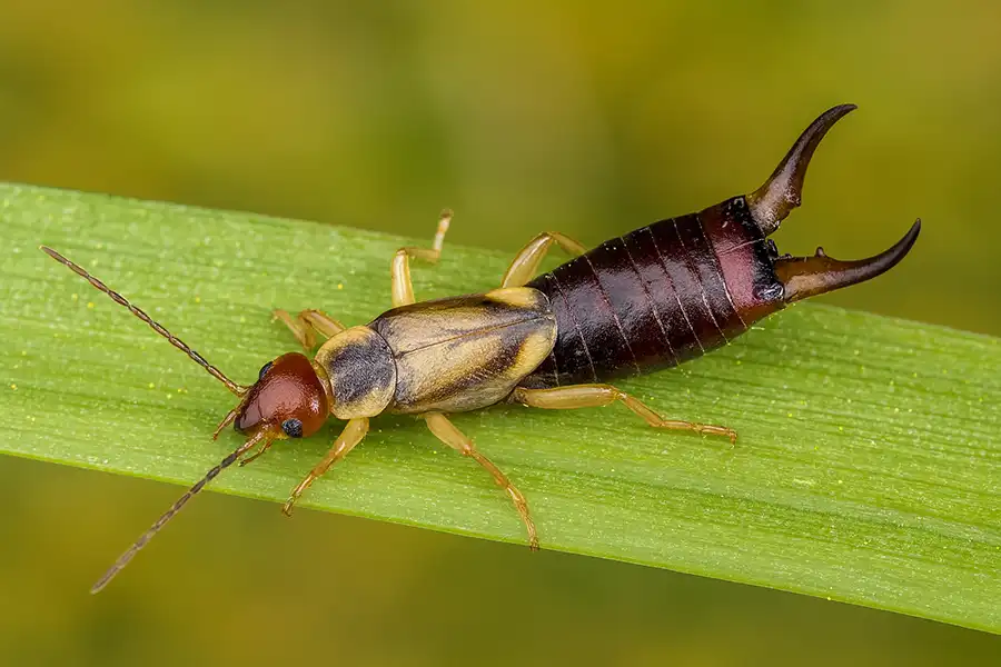 Який має вигляд вуховертка звичайна (Forficula auricularia)
