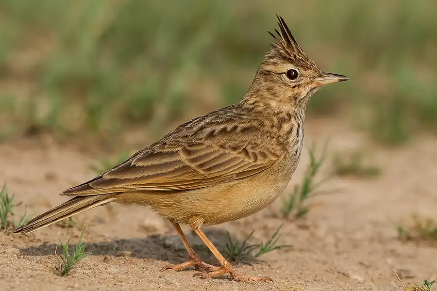 На зображенні птах жайворонок