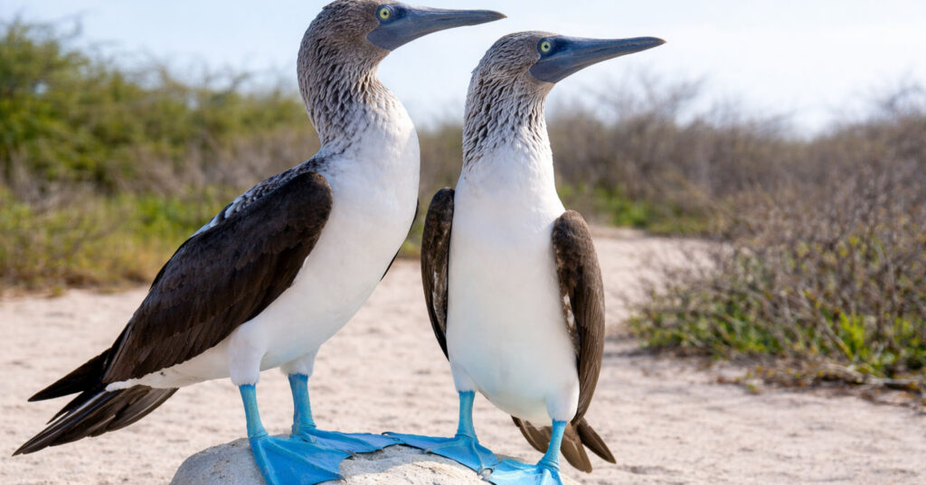 Блакитнонога олуша або сула (Sula nebouxii) на камені