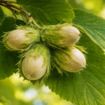 Фундук або ліщина (corylus avellana)