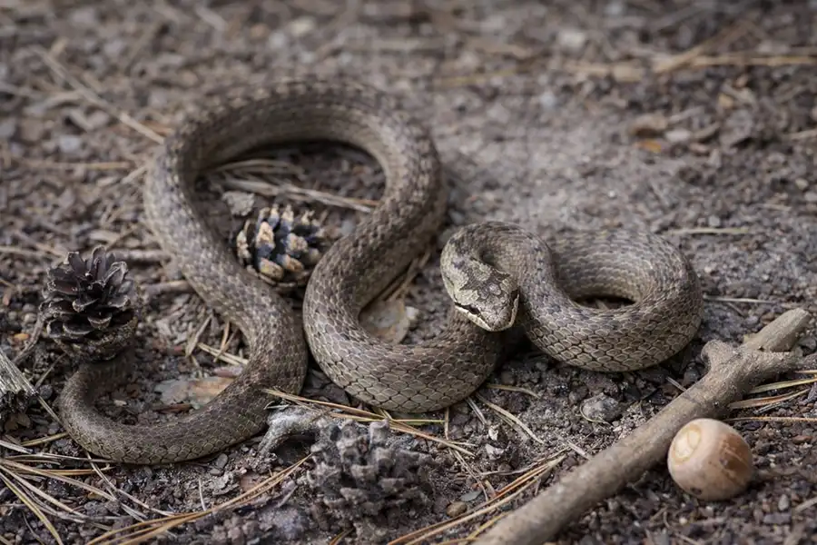 Зображена мідянка звичайна