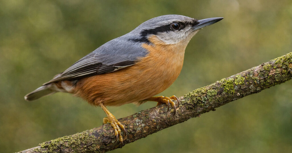 На фото птах - повзик звичайний (Sitta europaea)