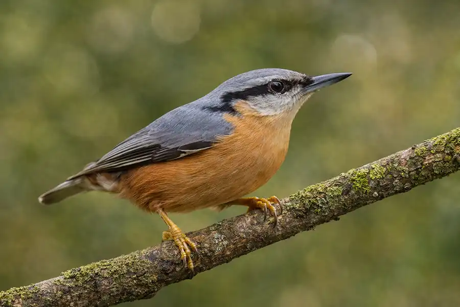 Зображений повзик звичайний (Sitta europaea) на гілці