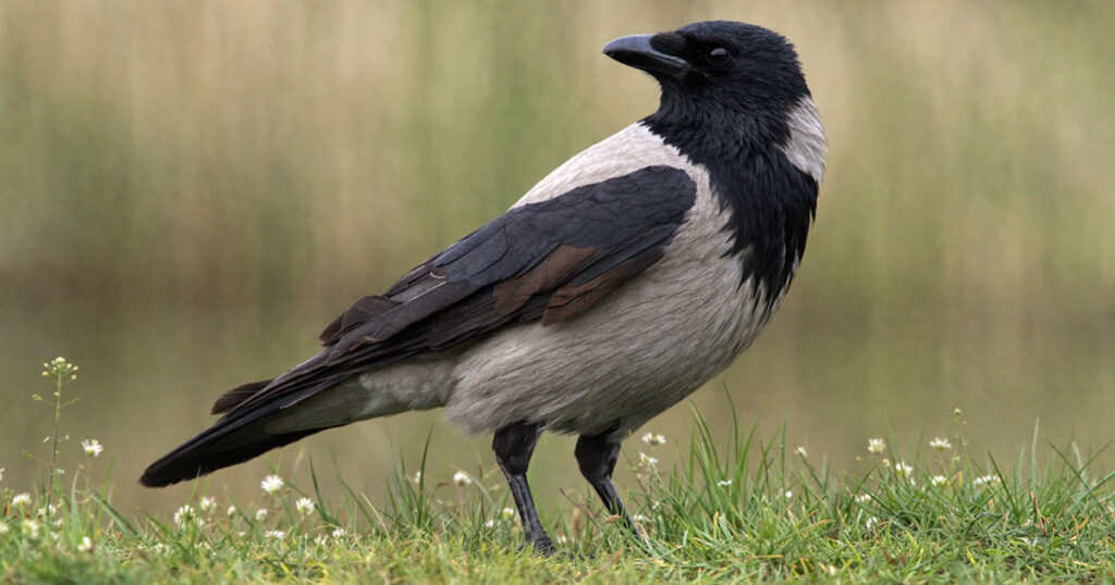 На фото сіра ворона або ґава (Corvus cornix)