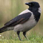 На фото сіра ворона або ґава (Corvus cornix)