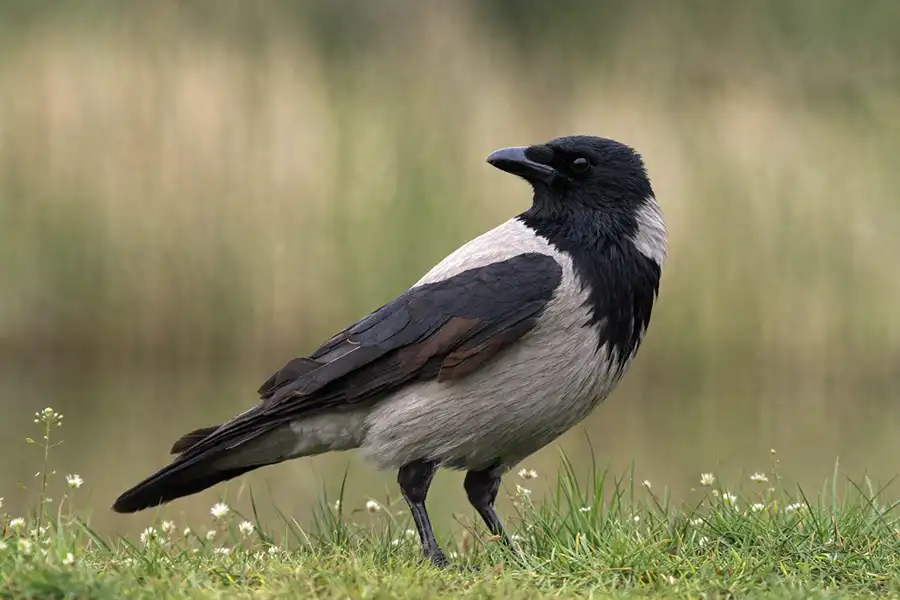 На зображенні сіра ворона або ґава (Corvus cornix)