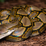 На фото пітон сітчастий (Malayopython reticulatus)
