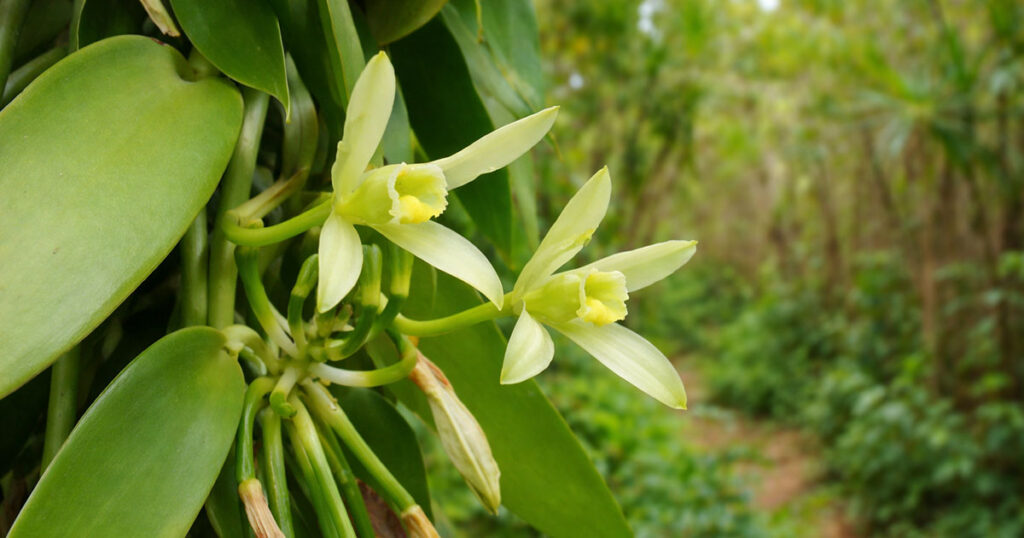 Зображення, як росте ваніль (Vanilla)