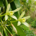 Зображення, як росте ваніль (Vanilla)