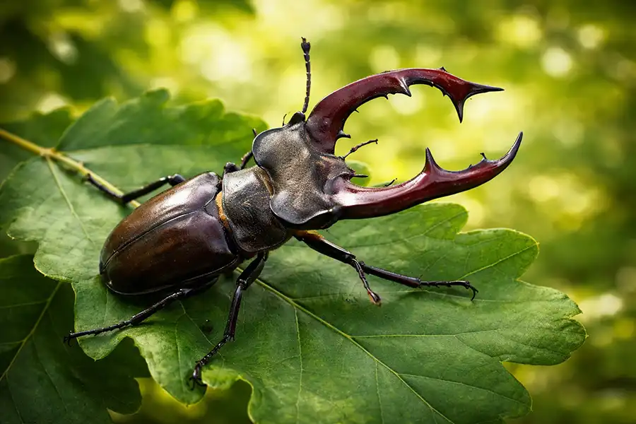 Жук-олень (lucanus cervus) на дубовому листку