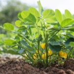 Арахіс (Arachis hypogaea) на полі в період цвітіння
