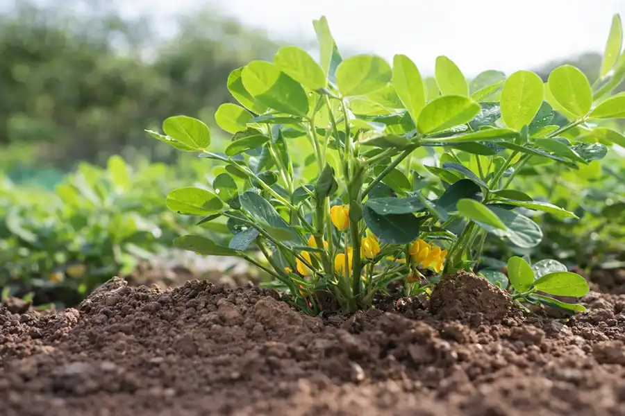 Зображення рослини арахіс (Arachis hypogaea) під час цвітіння
