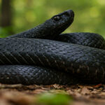 На зображенні гадюка Нікольського (Vipera nikolskii)