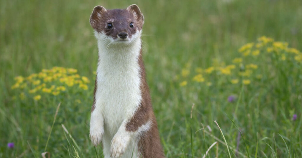 Ласка серед польових квітів