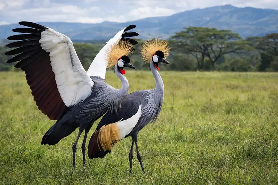 Два вінценосних журавлі в саванні