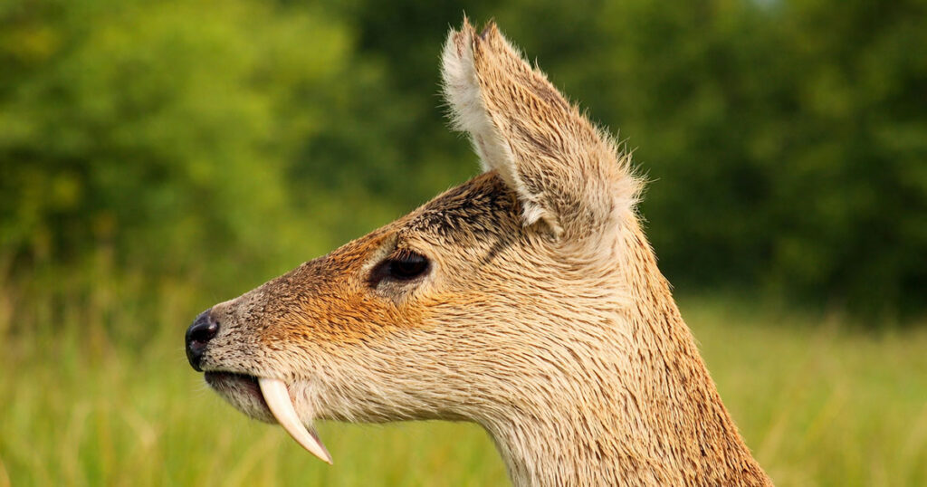 Водяний олень (Hydropotes inermis) зображений на фото