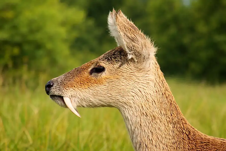 На зображенні водяний олень (Hydropotes inermis)