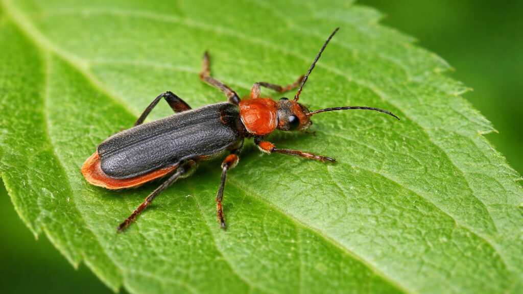 Зображений жук-пожежник, що сидить на листку