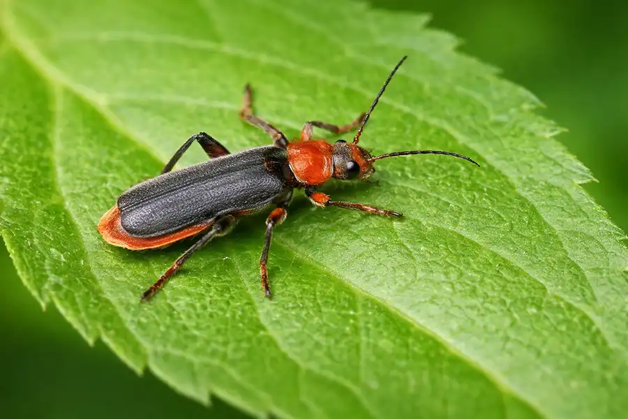 Жук-пожежник (cantharis rustica) на листку 