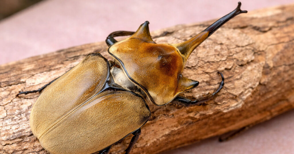 На гілці дерева сидить жук-слон (Megasoma elephas)