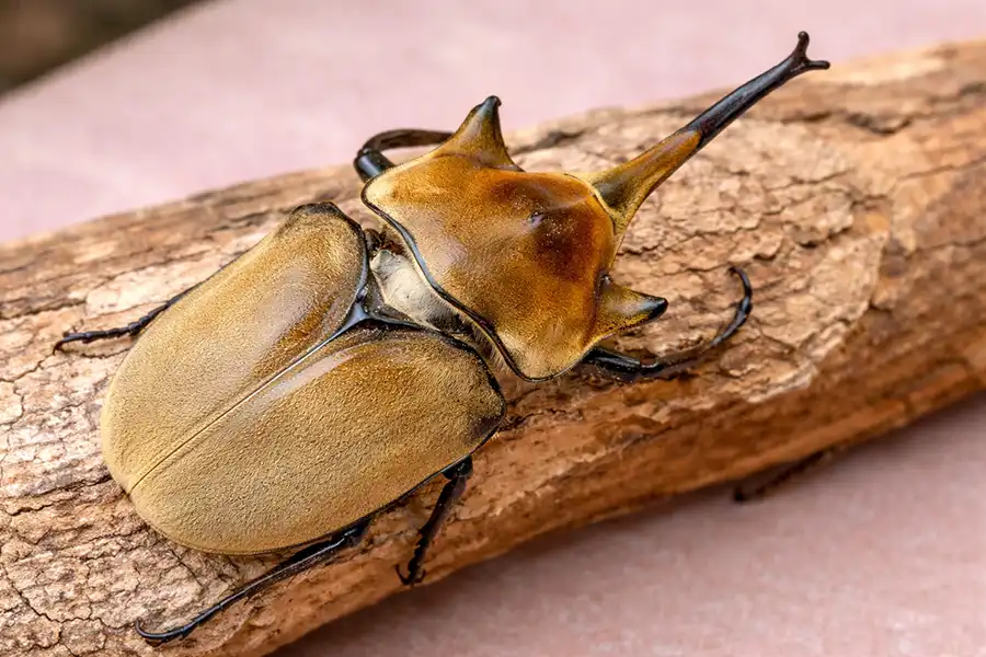 Жук-слон (Megasoma elephas) на гілці дерева