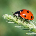 Божа корівка (Coccinella septempunctata) сидить на рослині