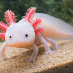 Аксолотль (Ambystoma mexicanum) у водному середовищі