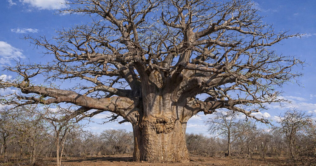 На зображенні баобаб (Adansonia digitata)