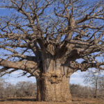 На зображенні баобаб (Adansonia digitata)