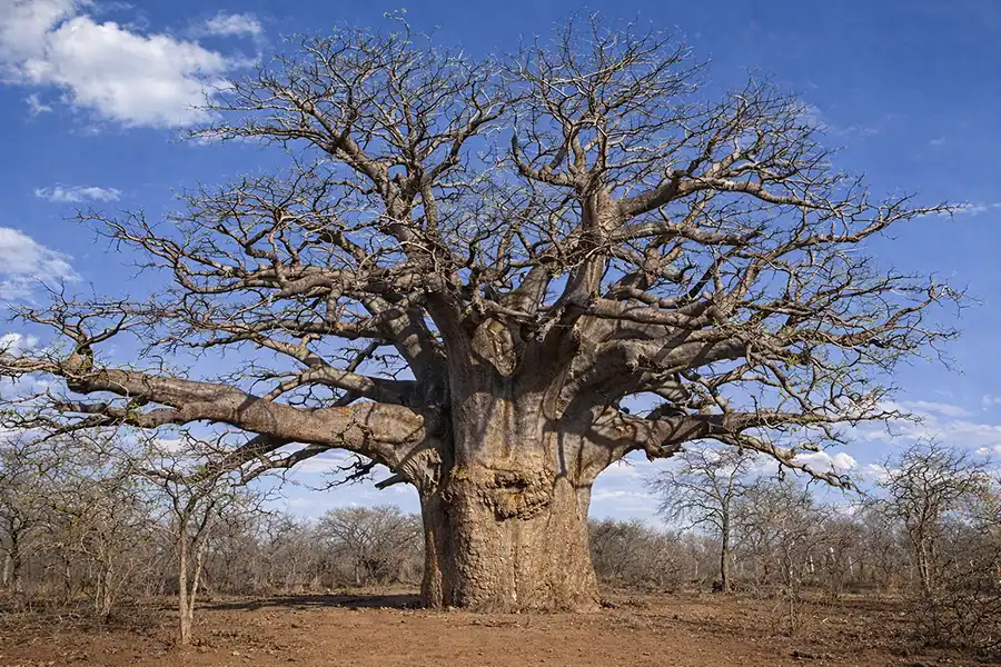 На зобрааженні дерево баобаб (Adansonia digitata)