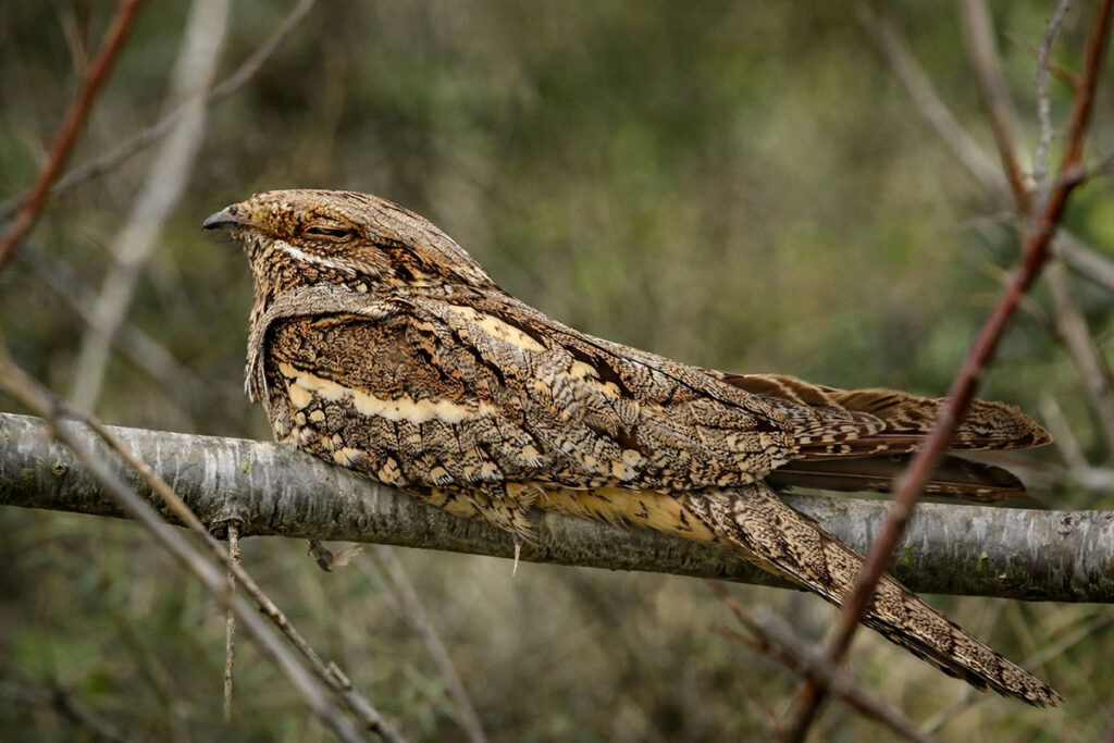 Дрімлюга звичайний (Caprimulgus europaeus) вдень на дереві