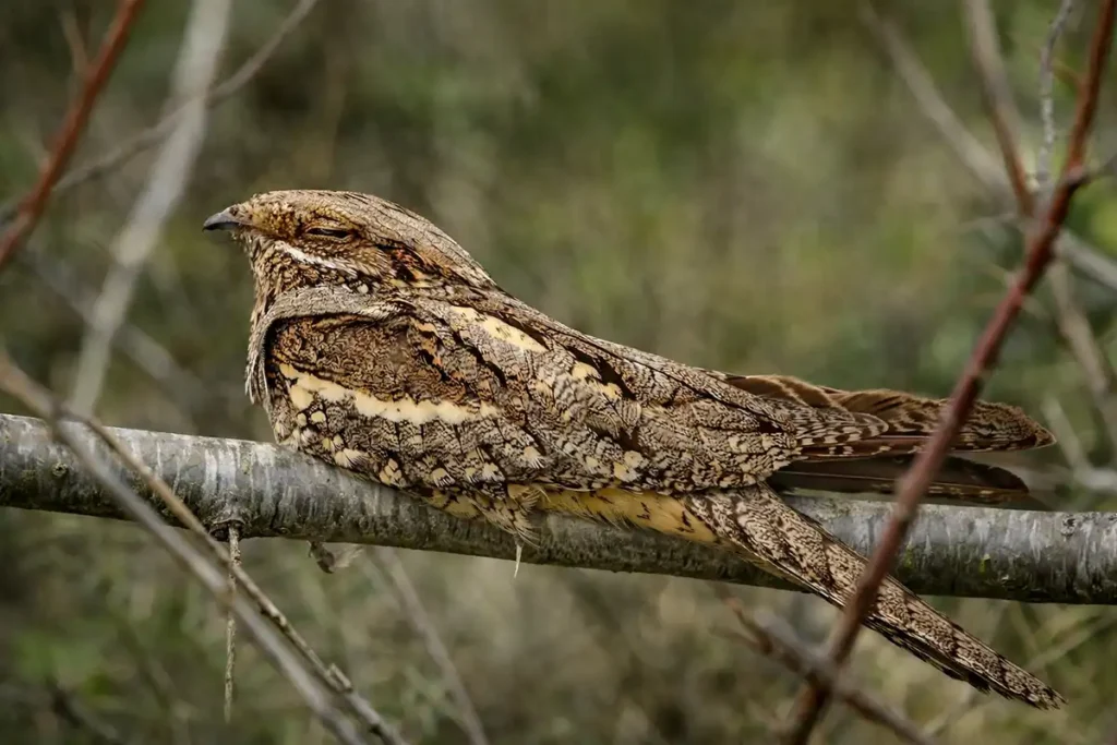 Дрімлюга звичайний (Caprimulgus europaeus) на гілці
