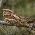 Дрімлюга звичайний (Caprimulgus europaeus) вдень на дереві