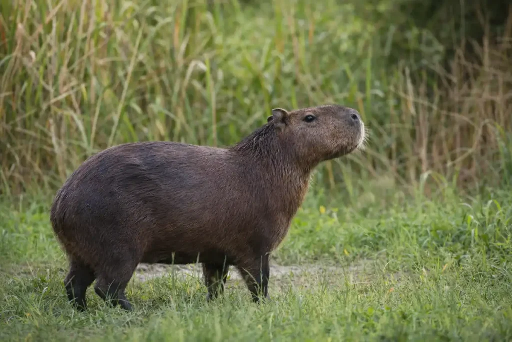 Капібара (Hydrochoerus hydrochaeris) 