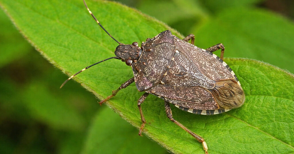Коричнево-мармуровий клоп (halyomorpha halys) сидить на листку рослини