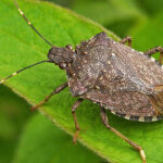 Коричнево-мармуровий клоп (halyomorpha halys) сидить на листку рослини