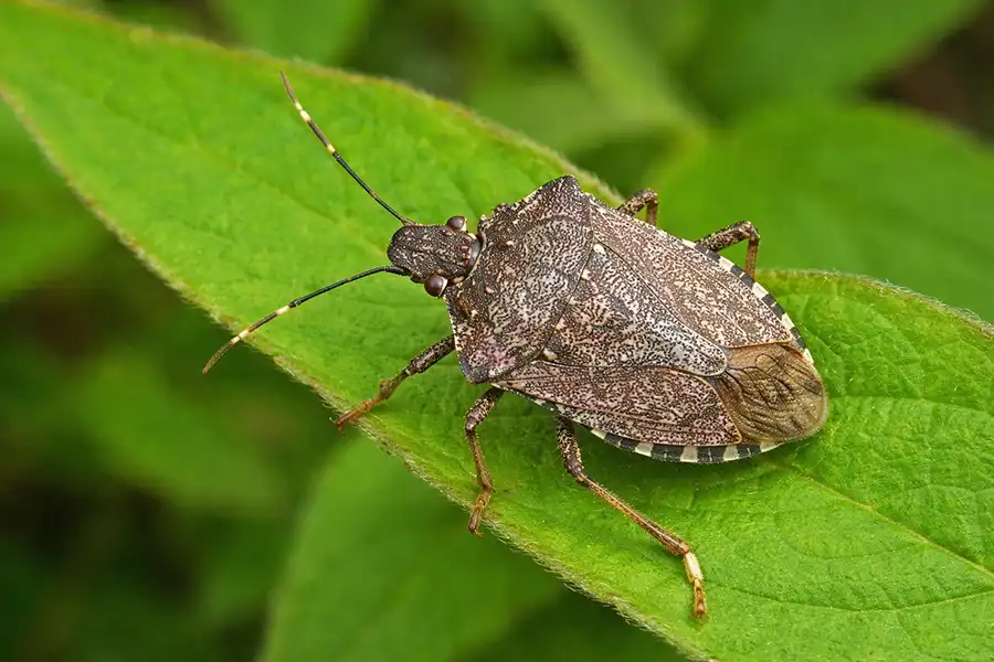 Клоп смердючка (halyomorpha halys) на листку рослини