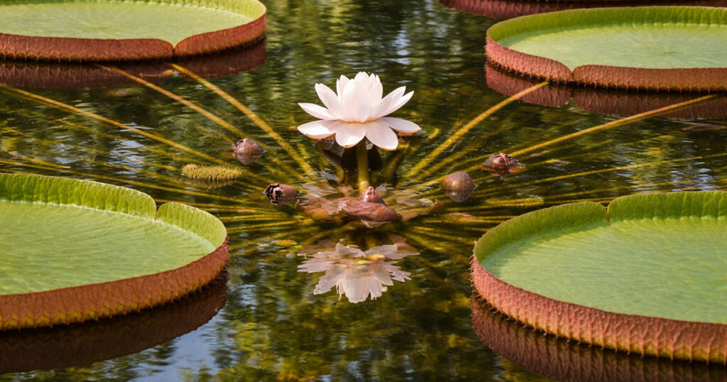 Вікторія амазонська (Victoria amazonica)