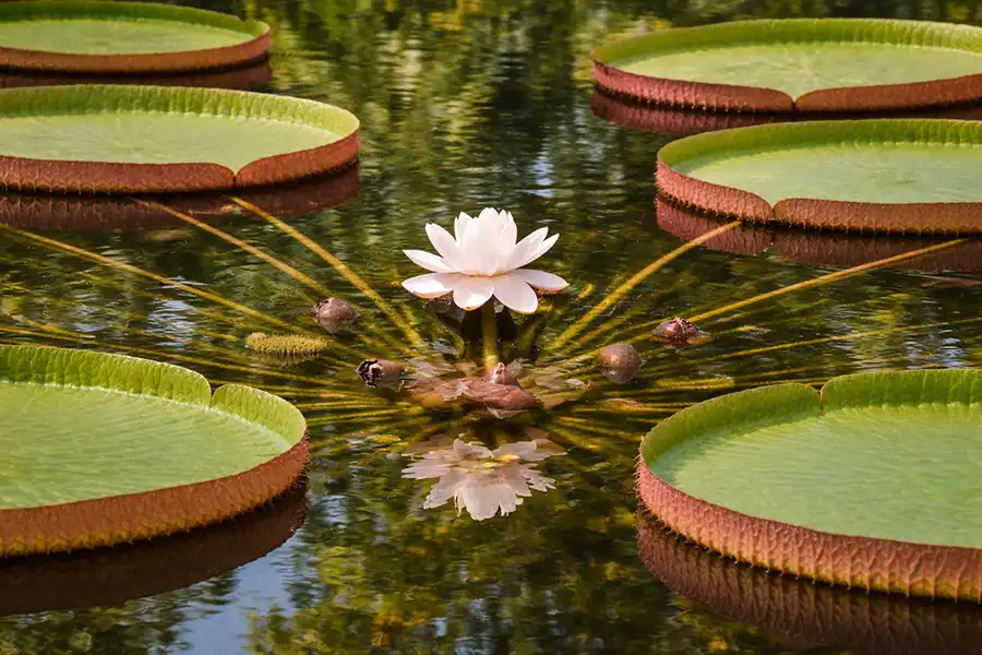 Вікторія амазонська (Victoria amazonica) у природному середовищі