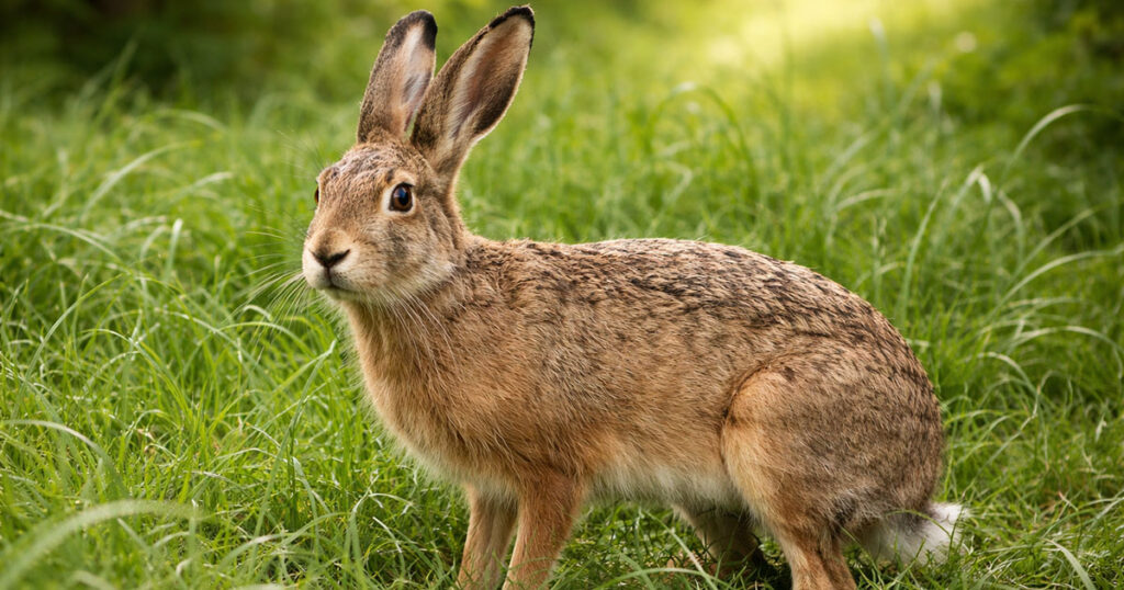 Заєць (Lepus) в траві