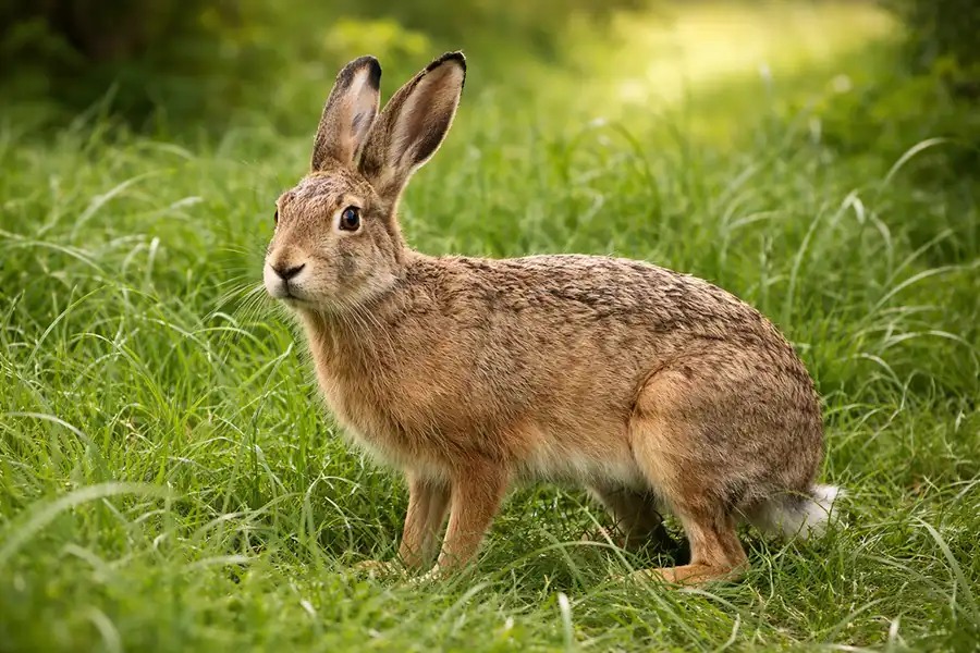 Заєць (Lepus) сидить в траві
