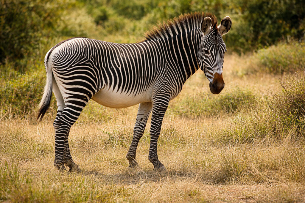 Зебра (Equus zebra) в савані