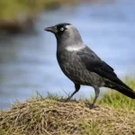 Галка (Corvus monedula) біля водойми