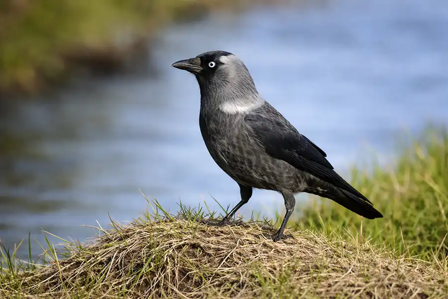 Галка (Corvus monedula) біля водойми