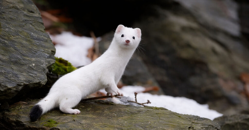 Горностай (Mustela erminea) вбраний по зимовому