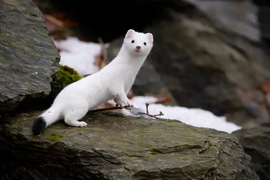 Горностай (Mustela erminea) в зимовому вбранні